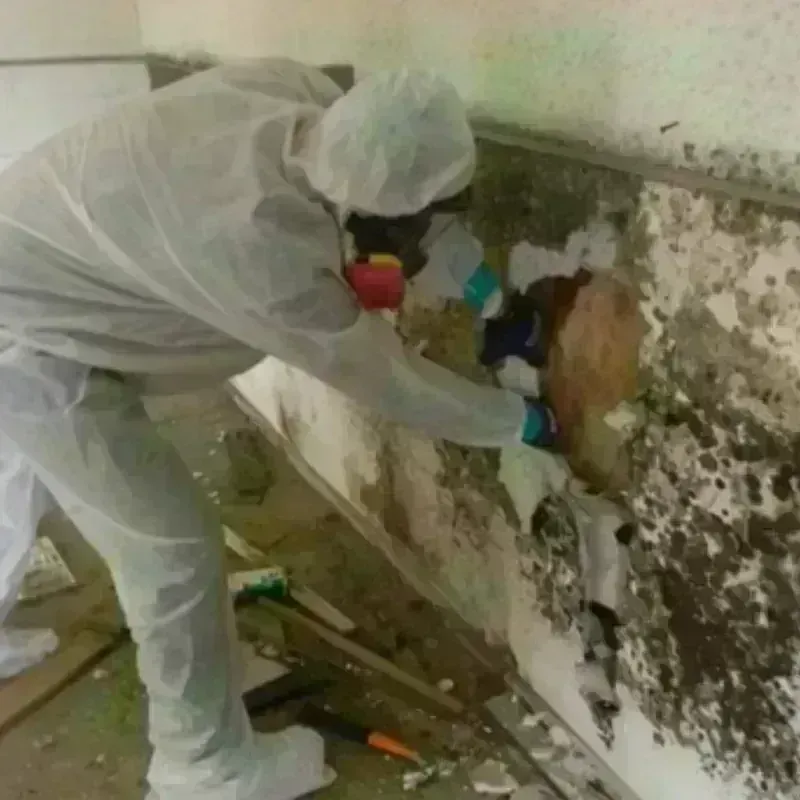 Mold Remediation and Removal in Mercer County, KY